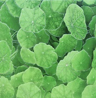 Estanque Viejo Verde (Lotus)