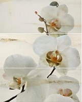 Comp.onice persa orchideya comp 3pcs 